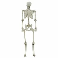 Life Size Poseable Skeleton Halloween Decoration Party Prop 152cm -XS-Stock XS7424 3 opt